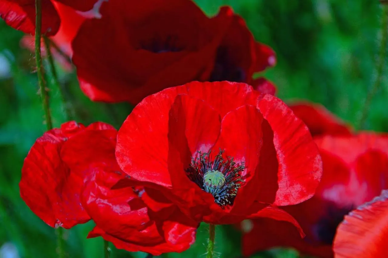 Poppy Flower Apartment Budapest